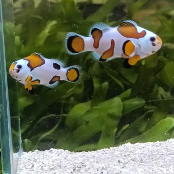 Amphiprion Ocellaris mocha storm 3-4 cm  élevage (LOT DE 2)