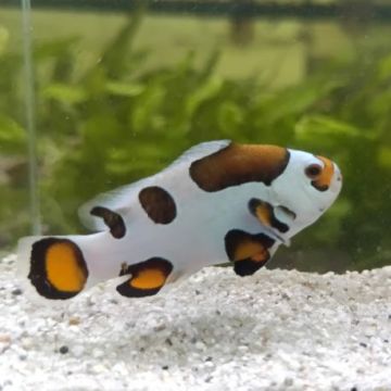 Amphiprion Ocellaris "Mocha Storm"