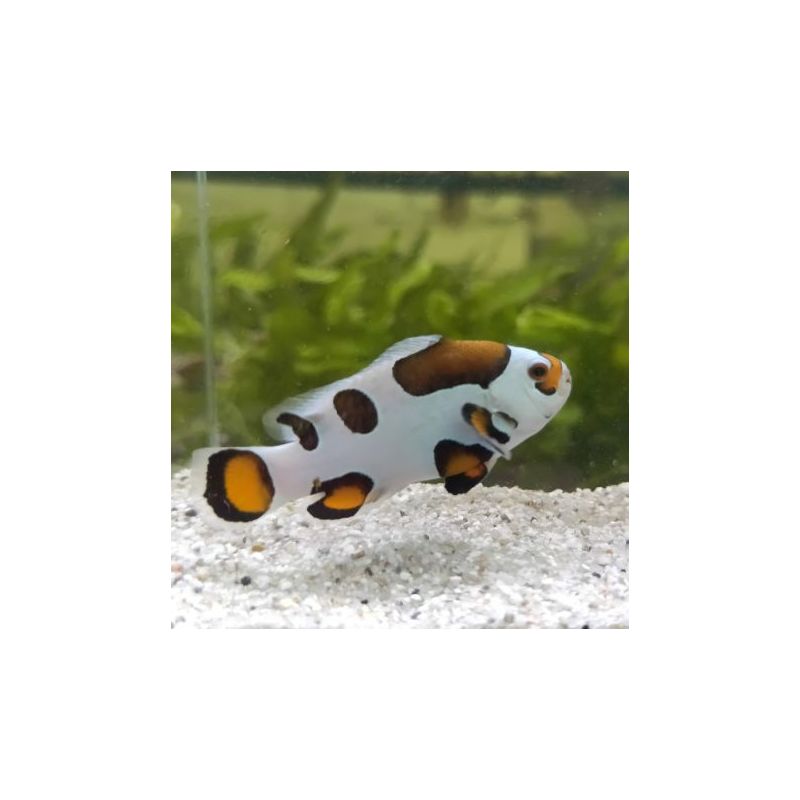 Amphiprion Ocellaris "Mocha Storm" 4-6 cm