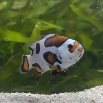 Amphiprion Ocellaris "Mocha Storm"