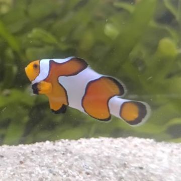 Amphiprion Ocellaris "Gladiator" 2-3 cm
