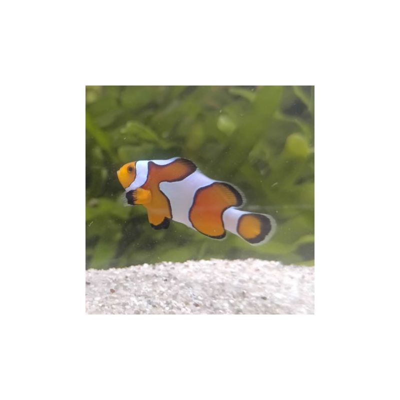 Amphiprion Ocellaris "Gladiator" 2-3 cm