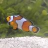 Amphiprion Ocellaris "Gladiator" 2-3 cm