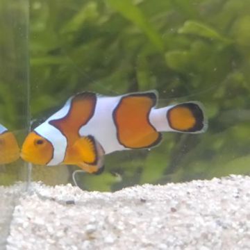 Amphiprion Ocellaris "Gladiator" 2-3 cm
