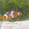 Amphiprion Ocellaris "Gladiator" 2-3 cm