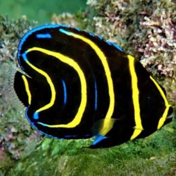 Pomacanthus Zonipectus 7-9 cm