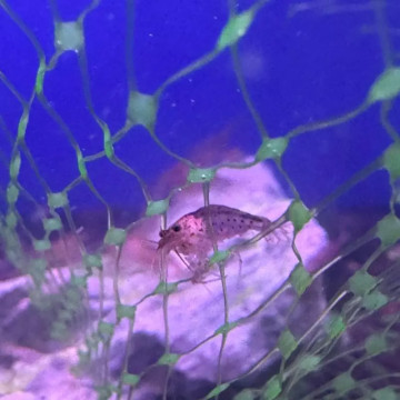 Caridina Japonica Orange (2-3cm)