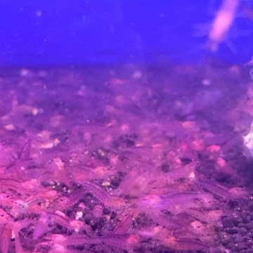 Caridina Japonica oranje (2-3cm)