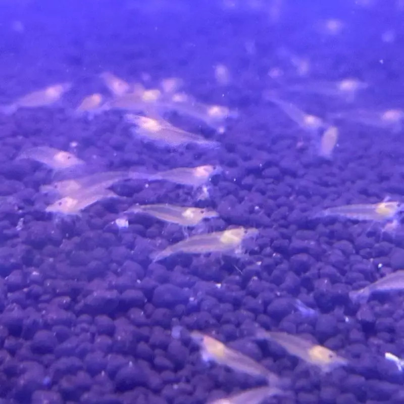 Caridina Japonica Gold (2-3cm)