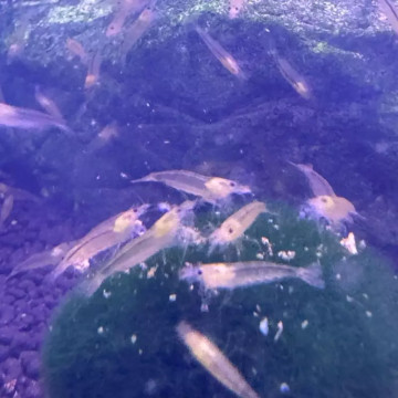 Caridina Japonica Gold (2-3cm)