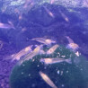 Caridina Japonica Gold (2-3cm)