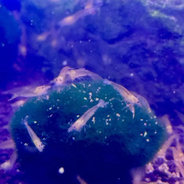 Caridina Japonica Gold (2-3cm)