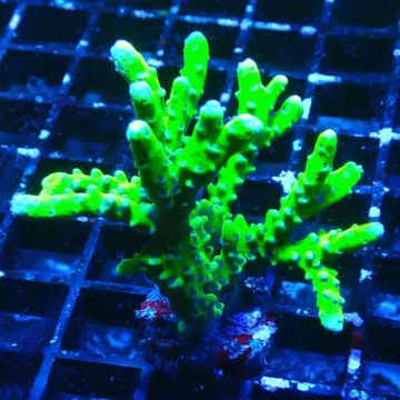 BR Green Goblin Anacropora 18A2