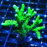 BR Green Goblin Anacropora 18A2