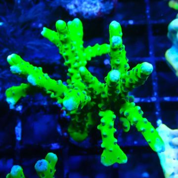 BR Green Goblin Anacropora 18A2