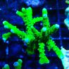 BR Green Goblin Anacropora 18A2