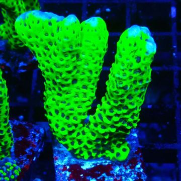 CB Incredible Hulk Montipora 5L1