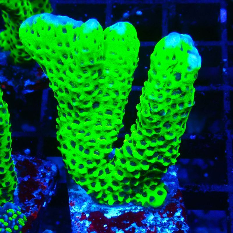 CB Incredible Hulk Montipora 5L1