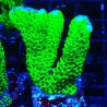 CB Incredible Hulk Montipora 5L1