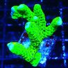 CB Incredible Hulk Montipora 5L1
