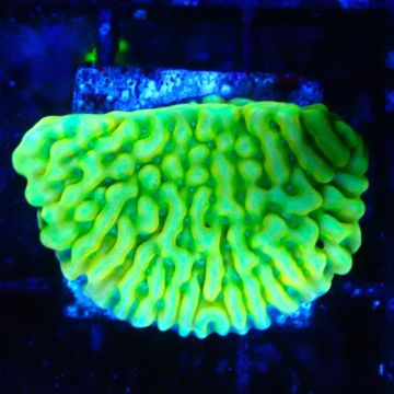 JF Beach Bum Montipora 11l5