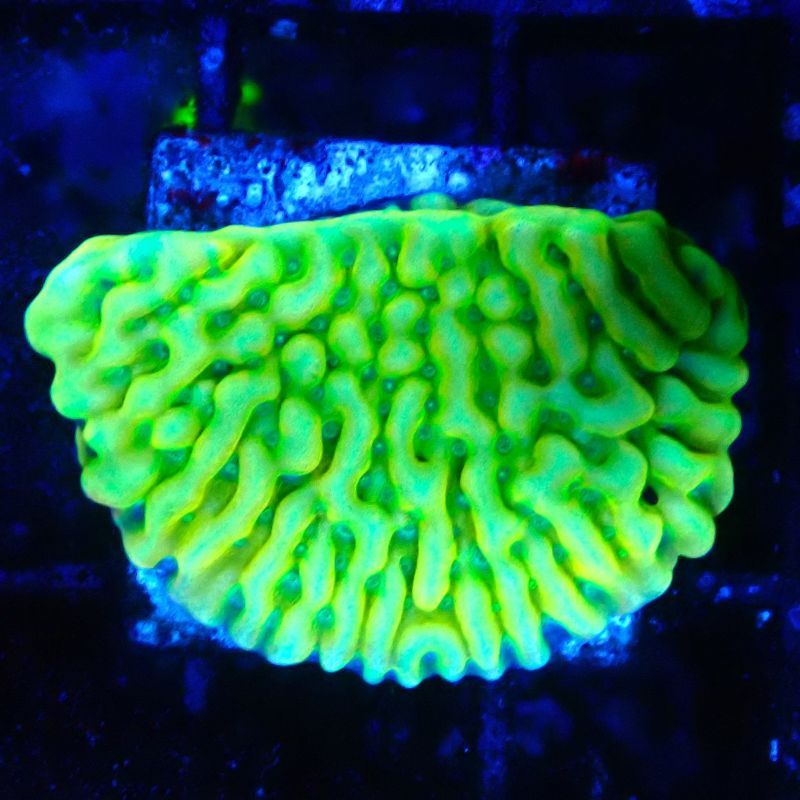 JF Beach Bum Montipora 11l5