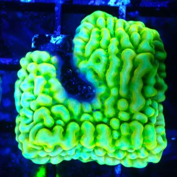 JF Beach Bum Montipora 11l5
