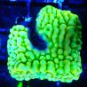 JF Beach Bum Montipora 11l5