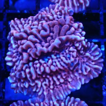 JF Mean Streak Montipora 11L5