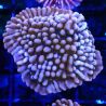 JF Mean Streak Montipora 11L5