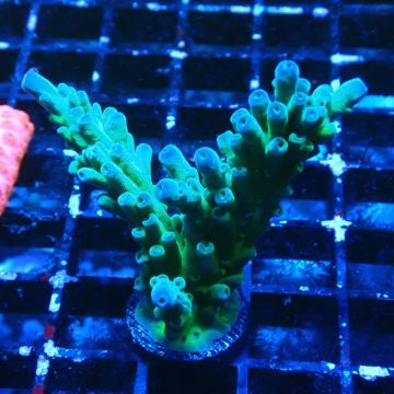 LR Acropora austera Yellow Tips 5X7