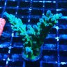 LR Acropora austera Yellow Tips 5X7