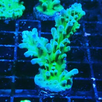 LR Acropora austera Yellow Tips 5X7