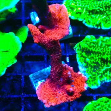 Montipora rouge pousse rouge 1P3