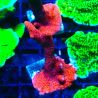 Montipora rouge pousse rouge 1P3
