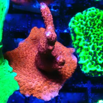 Montipora rouge pousse rouge 1P3
