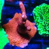 Montipora rouge pousse rouge 1P3