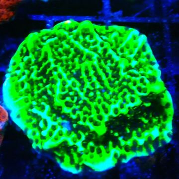 Montipora Confusa 1E6