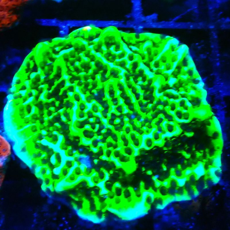 Montipora Confusa 1E6