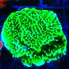 Montipora Confusa 1E6