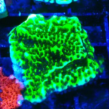 Montipora Confusa 1E6