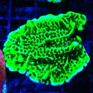 Montipora Confusa 1E6