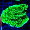 Montipora Confusa 1E6