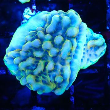 Montipora Crazy T 11E1