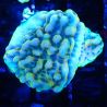 Montipora Crazy T 11E1
