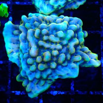 Montipora Crazy T 11E1