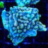Montipora Crazy T 11E1