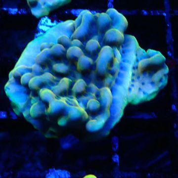 Montipora Crazy T 11E1