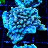 Montipora Crazy T 11E1