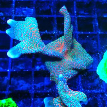 Montipora digitata 1R3